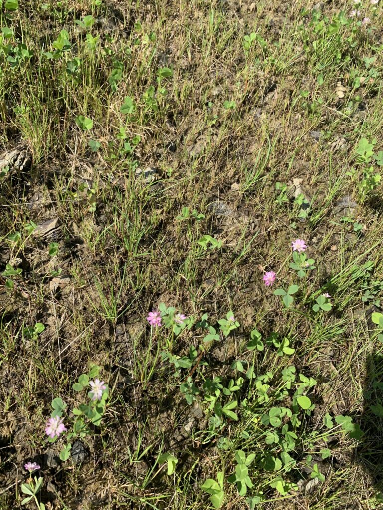 Anlage von Magerrasenflächen auf Golfanlagen