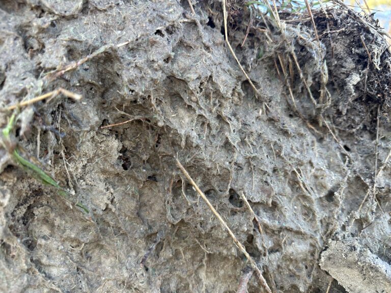 Reaktive Mineralphasen im Keimhorizont – Funktion, Standorteignung und Grenzen